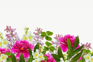 clover. jasmine. Colorful bright flower peony, lilac. nature photo