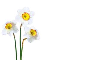 spring flowers narcissus isolated on white background photo