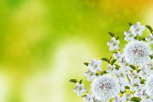 Blossoming branch apple. photo