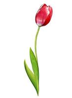 spring flowers tulips isolated on white background photo