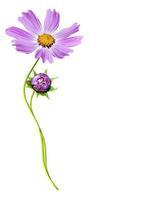 Cosmos flowers isolated on white background photo