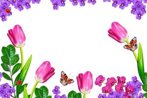 spring flowers tulips isolated on white background. photo