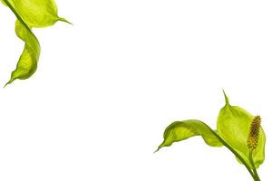 Exotic flower spathiphyllum is isolated on a white background. photo