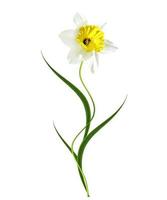 spring flowers narcissuses isolated on white background photo