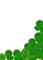 leaf clover on white background photo