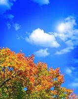 Autumn leaves against a blue sky with clouds photo