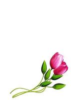 bouquet of pink tulips isolated on white background photo