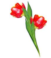 spring flowers tulips isolated on white background. photo