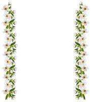 branch of cherry blossoms isolated on white background. photo