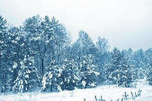 bosque en la escarcha. paisaje de invierno árboles cubiertos de nieve. foto