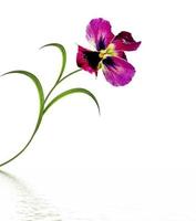 Pansy Violet with Green Leaves on white background photo