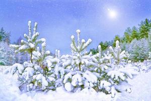 bosque de invierno congelado con árboles cubiertos de nieve. foto