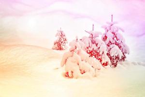 Frozen winter forest with snow covered trees. photo