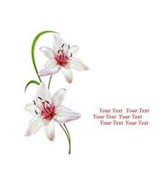 Flower lily isolated on white background. photo