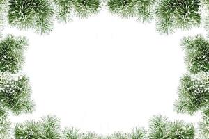 Snow covered trees. fir branch isolated on white background. photo