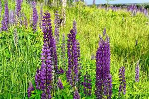 Summer landscape with beautiful bright lupine flowers photo