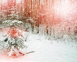 paisaje de invierno árboles cubiertos de nieve foto