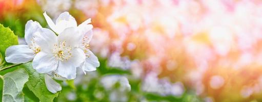 White jasmine The branch delicate spring flowers photo