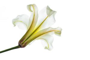 Bright lily flowers isolated on white background. photo