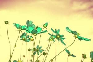 Colorful cosmos flowers on a background of summer landscape. photo