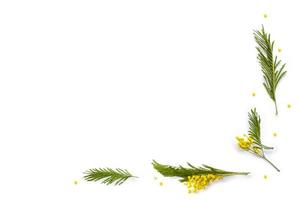 Bush of yellow spring flowers mimosa isolated on white background. photo