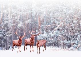 Snow covered trees. deer photo