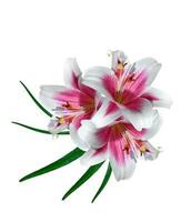 lily flowers isolated on white background photo