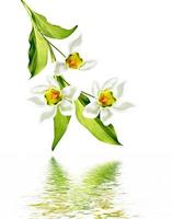 spring flowers snowdrops isolated on white background photo