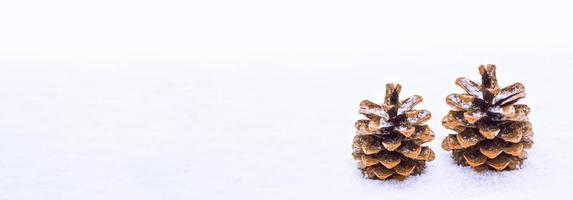 Pine cone in the snow. photo