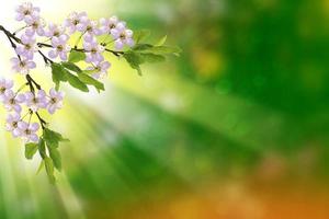 Blossoming branch apple. photo