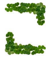 green clover leaves isolated on white background. St.Patrick 's Day photo