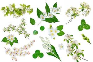 fruit branch isolated on white background. jasmine and clover. photo