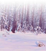 bosque en la escarcha. paisaje de invierno árboles cubiertos de nieve. foto