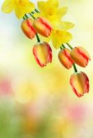 paisaje primaveral. hermosas flores de primavera tulipán foto