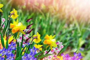 beautiful spring flowers daffodils. yellow flowers. photo