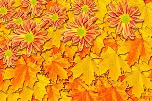 Autumn foliage. Golden Autumn. chrysanthemum photo