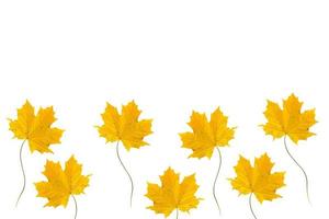 autumn leaves isolated on white background. photo