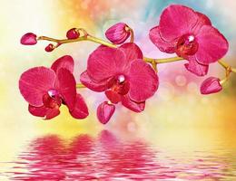 coloridas flores de orquídeas brillantes sobre un fondo del paisaje de verano. foto