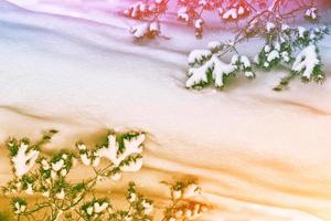 Frozen winter forest with snow covered trees. photo