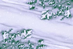 Frozen winter forest with snow covered trees. photo
