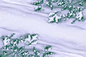 Frozen winter forest with snow covered trees. photo