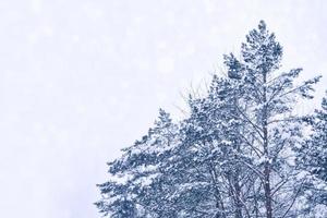 bosque de invierno congelado con árboles cubiertos de nieve. foto