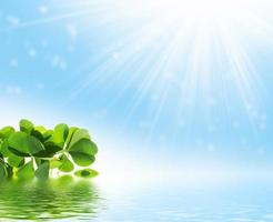 green clover leaves. natural background. photo