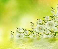 Blossoming branch apple. photo