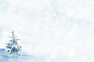 Frozen winter forest with snow covered trees. photo