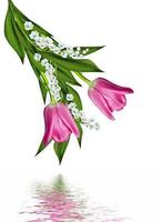 spring flowers tulips isolated on white background photo