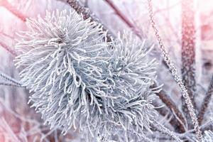 forest in the frost. Winter landscape. Snow covered trees. photo