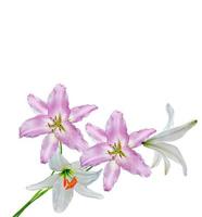 Flower lily isolated on white background. photo