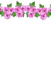petunia flowers isolated on white background photo