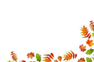 autumn leaves isolated on white background. photo